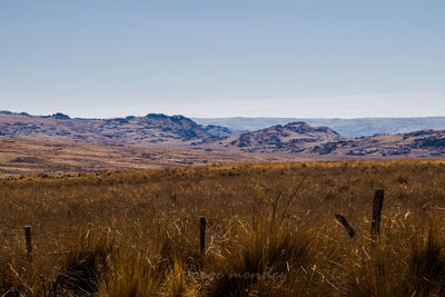 Scenic view of field against clear sky