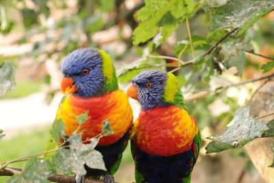 Close-up of parrot perching on branch