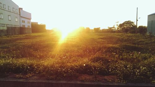 Sun shining through trees