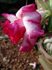 Close-up of pink rose flower