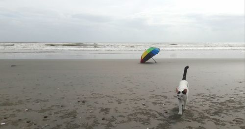 Full length of man on beach against sky