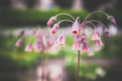 Close-up of pink flowers