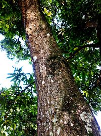 Low angle view of tree trunk in forest