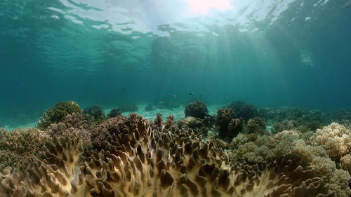 undersea