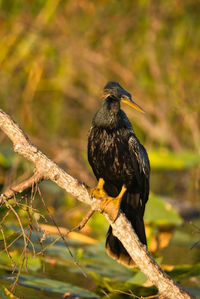 Close-up of bird perching on branch