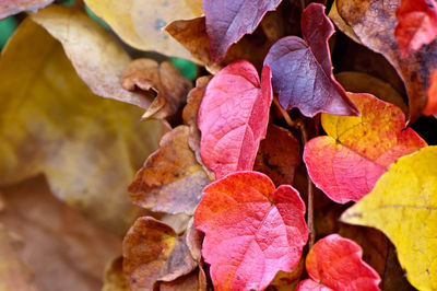 Close-up of autumnal leaves