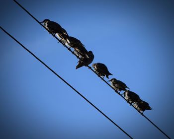 Low angle view of bird against clear blue sky