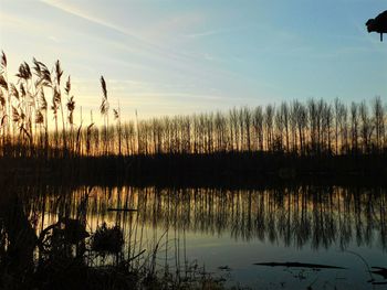 Reflection of trees in lake at sunset