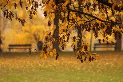Autumn tree on field