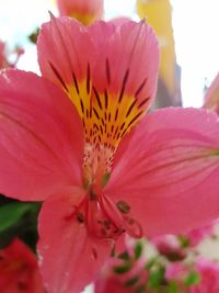 Close-up of pink day lily blooming outdoors