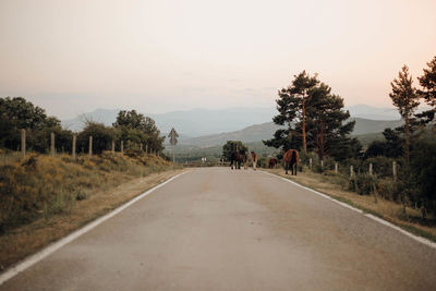 Horses walking on the road between the mountains in the north of madrid, spain