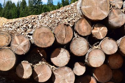 Full frame shot of logs in forest