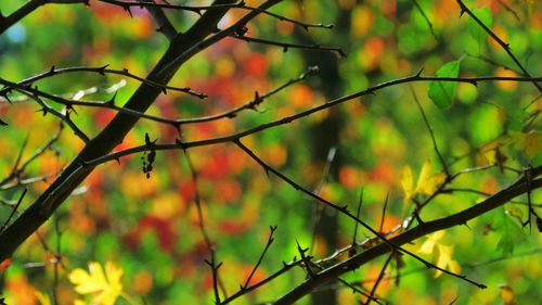 Close-up of bamboo tree during autumn