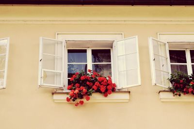 Flowers on window of building