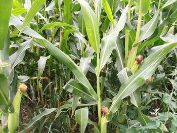 Close-up of plants growing on field