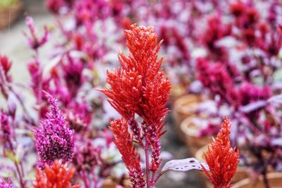 Close-up of pink flowering plant