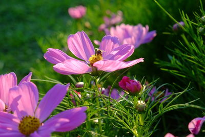 Close-up of pink flowering plants