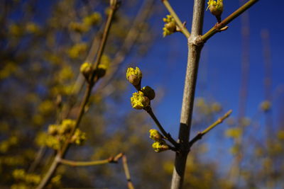 Close-up of flowering plant on branch