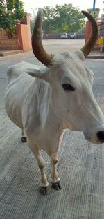 Portrait of cow standing