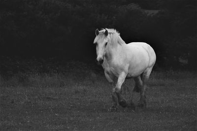 Horse standing in a field