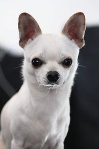 Close-up portrait of a dog