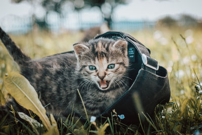 Blue-eyed grey and black kitten in tall grass. felis catus domesticus.