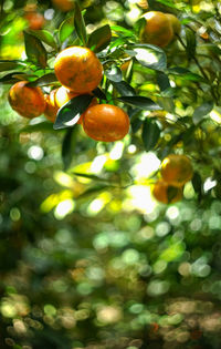 Low angle view of fruits on tree