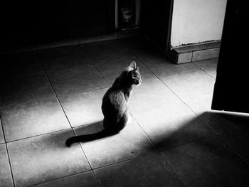 High angle view of cat sitting on tiled floor