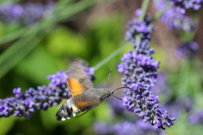 Flying kolibri hawk moth, hummingbird hawk moth - macroglossum stellatarum - on lavender blossom