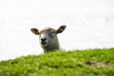 Portrait of an animal on field