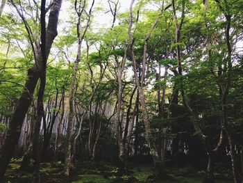 Trees in forest