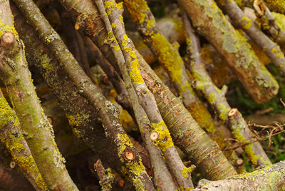 Detail shot of lichen