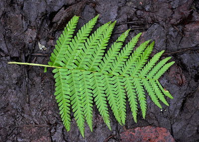 High angle view of fern leaves on tree trunk