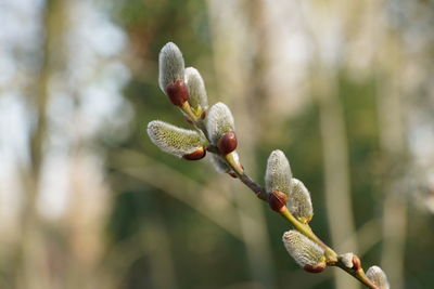 Close-up of flower buds growing on plant