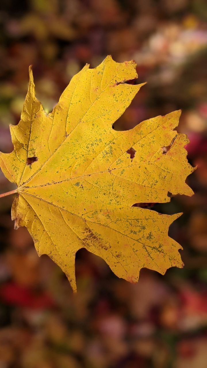 CLOSE-UP OF YELLOW MAPLE LEAF ON TREE