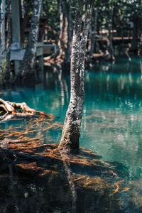 View of tree trunk by lake in forest