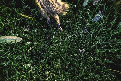 Dog on grassy field