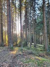 Trees in forest