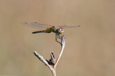 Dragonfly on tree trunk