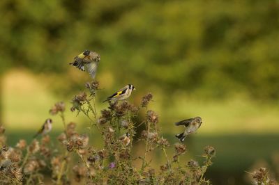 Bird perching on plant