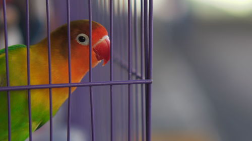Close-up of parrot in cage