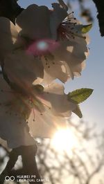 Close-up of butterfly on flower tree