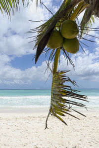 Plant growing on beach against sky