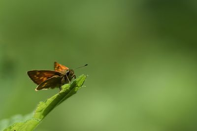 Butterfly on leaf