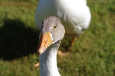 Close-up of a bird