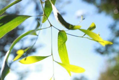 Close-up of leaves against sky