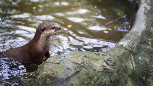 Close-up of duck on rock