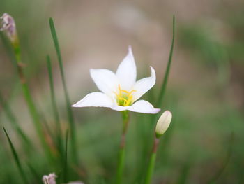 Close-up of white flowering plant