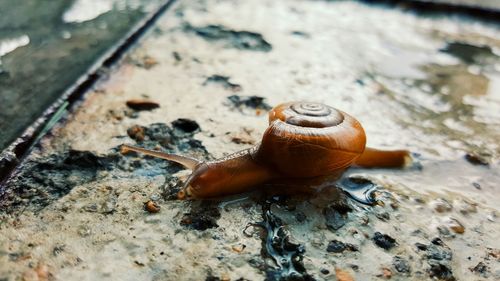 Close-up of snail on wet metal