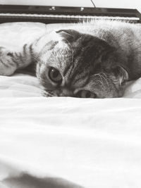 Close-up of a cat resting on bed